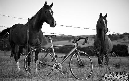 Riding a Horse is Like Riding a Bicycle